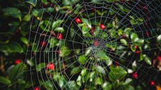 特写镜头中，花园灌木上的蜘蛛网旁长着红色的浆果和绿色的叶子