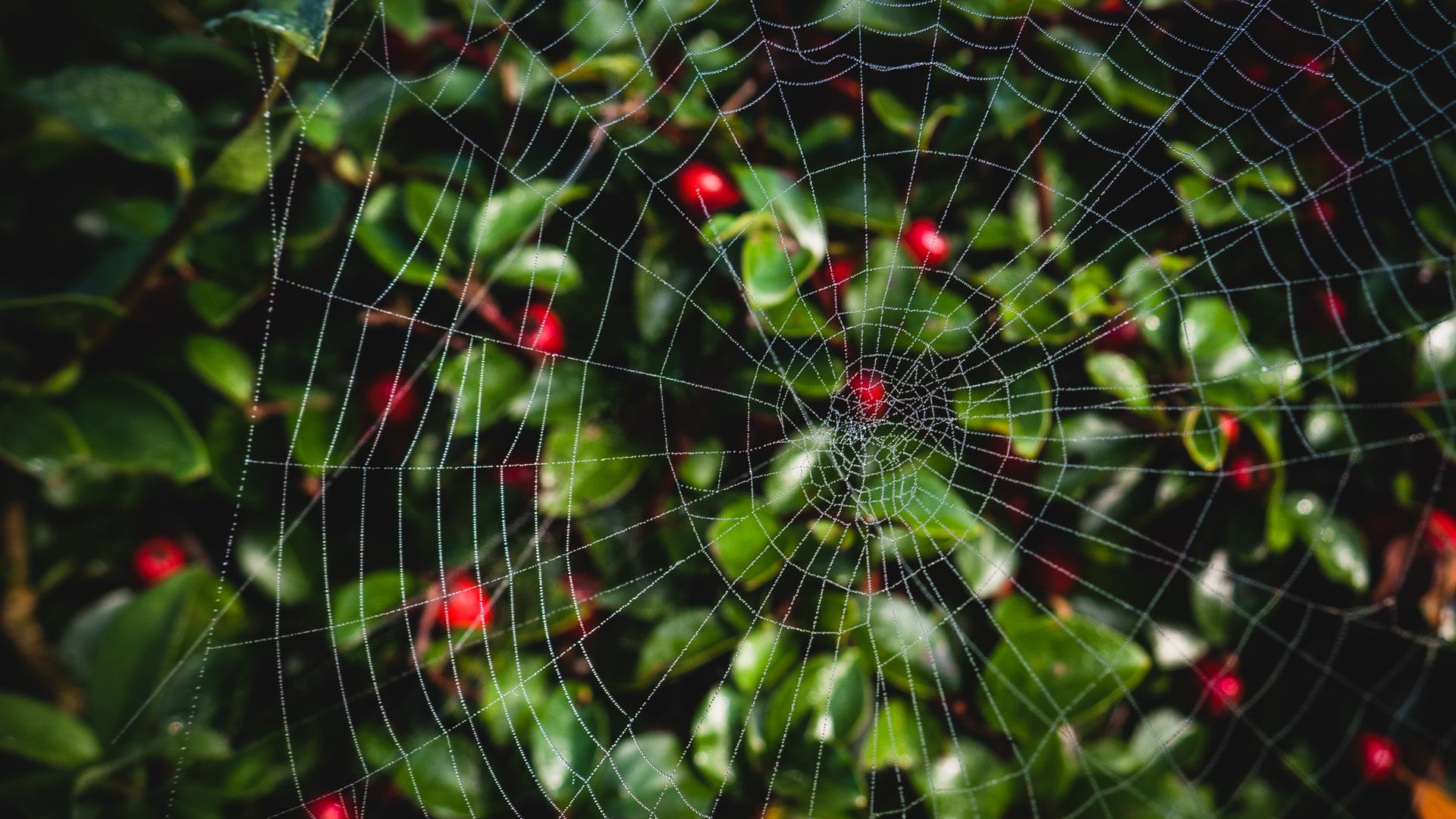 Close-up Photo of Spider Web