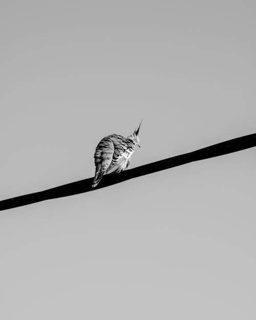Grayscale Photo of a Bird Perched on a Stick