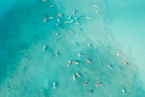 People Swimming on the Sea
