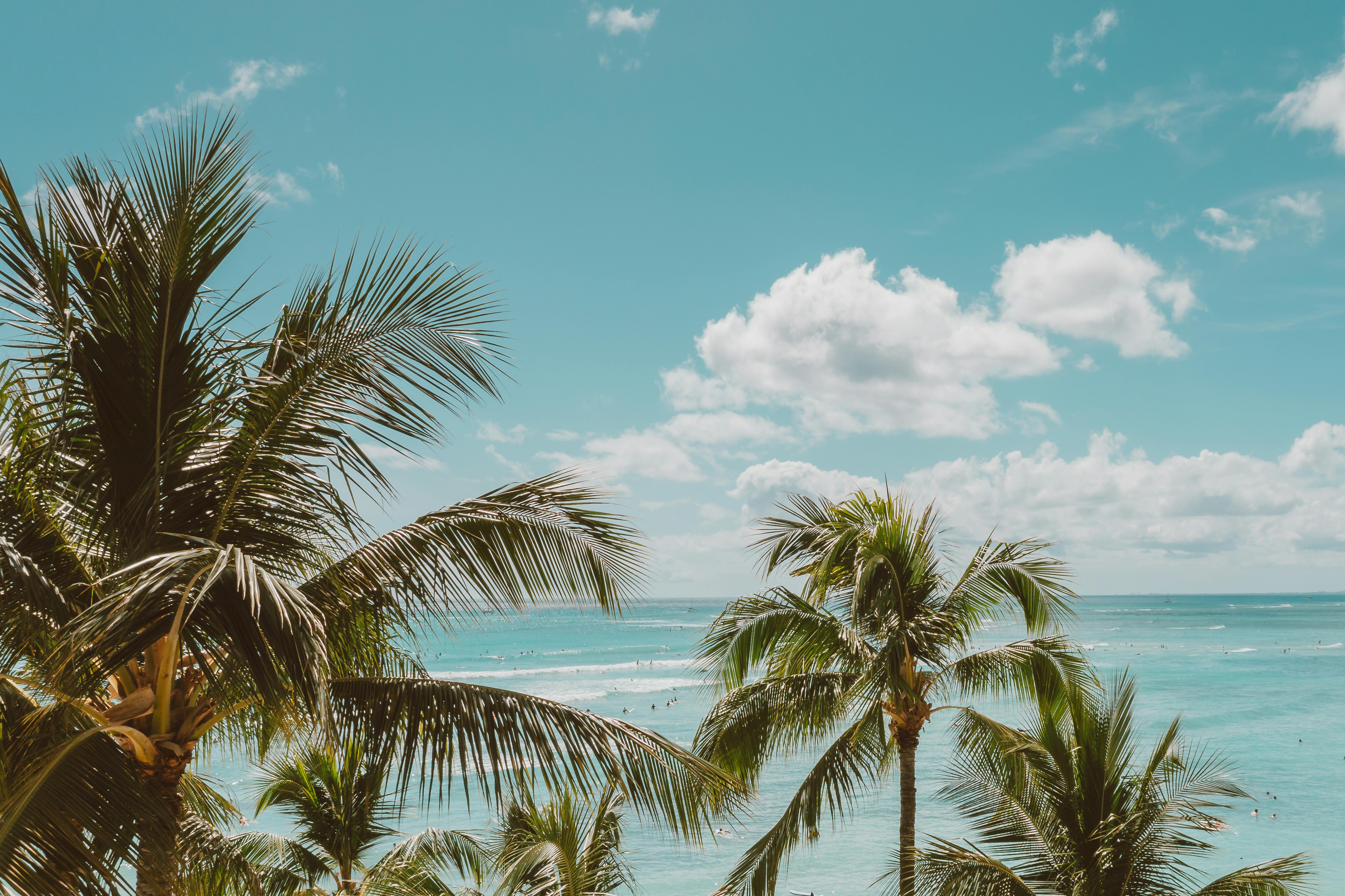 棕榈树在清澈的蓝色海洋和天空的背景下轻轻摇曳，体现了热带天堂