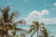 棕榈树在清澈的蓝色海洋和天空的背景下轻轻摇曳，体现了热带天堂