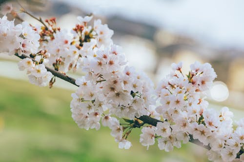 Free Cherry Blossoms in Bloom Stock Photo