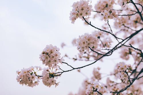 Photo of White Blooming Cherry Blossoms