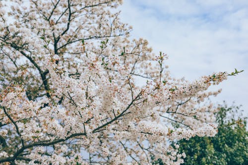 White Cherry Blossom Flowers in Bloom