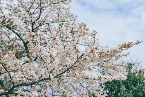 Free A stunning cherry blossom tree in full bloom under a bright sky, showcasing spring's beauty. Stock Photo