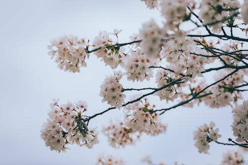 Close up of Cherry Blossoms