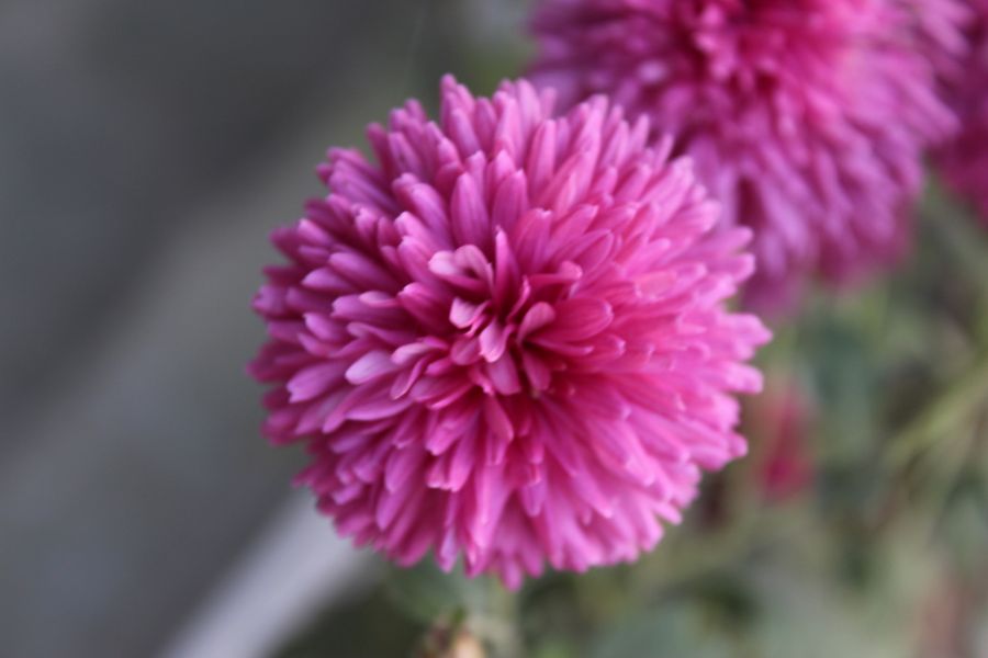 A pink dahlia in close-up