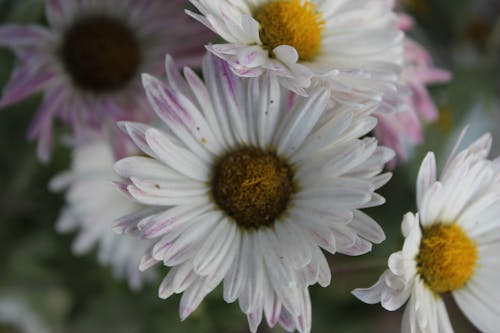 Foto profissional grátis de flor