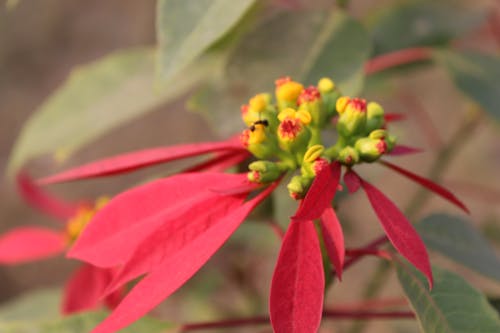 Foto profissional grátis de beleza da natureza