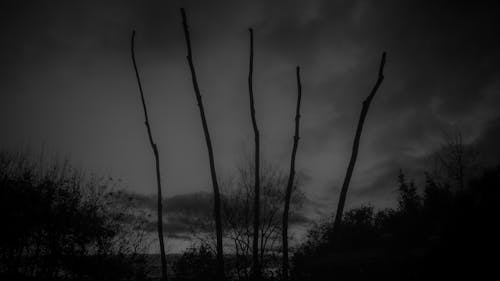 Free stock photo of dark, fog, forest