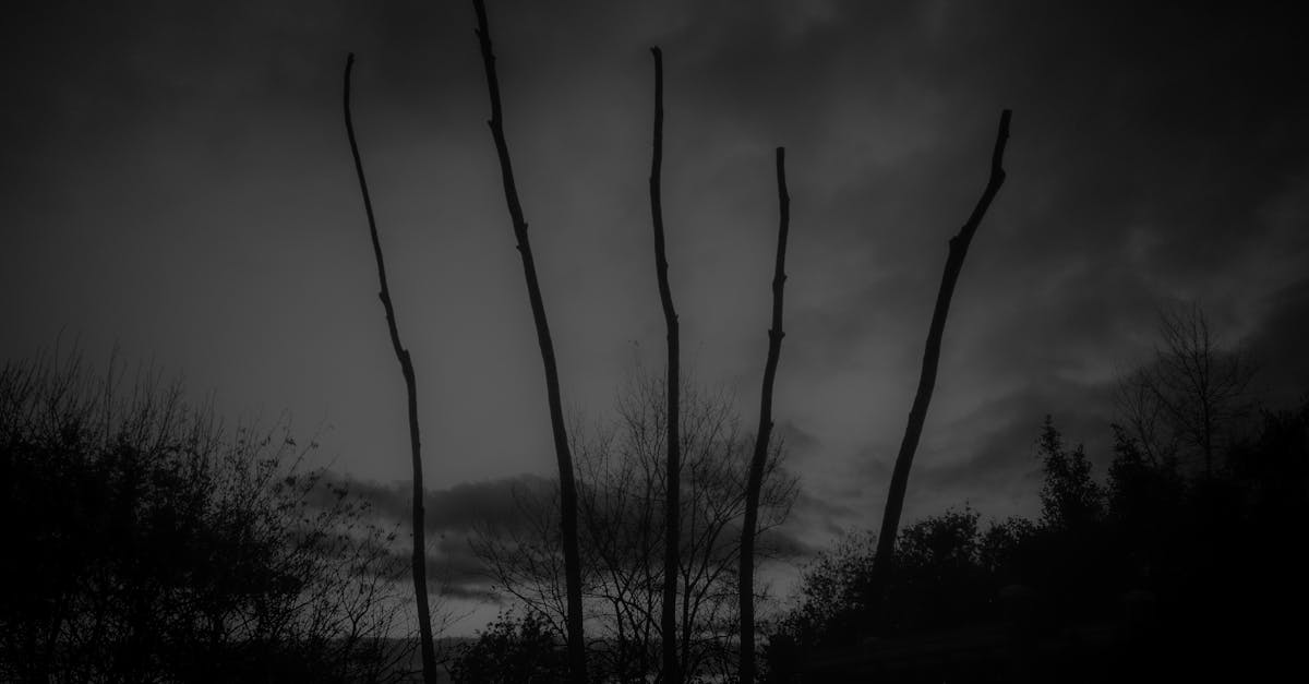 Free stock photo of black and white, dark, fog