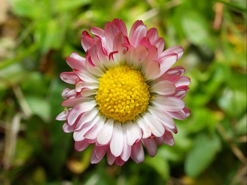 Free stock photo of bloom, close up view, daisies