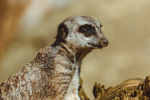 Free Detailed close-up of a meerkat with a blurred background, highlighting its features. Stock Photo