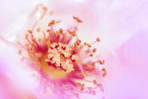 Macro Detail of Flower Pistils