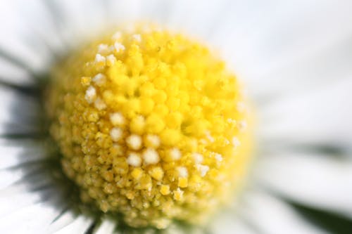 Free stock photo of daisy, flowers, macro