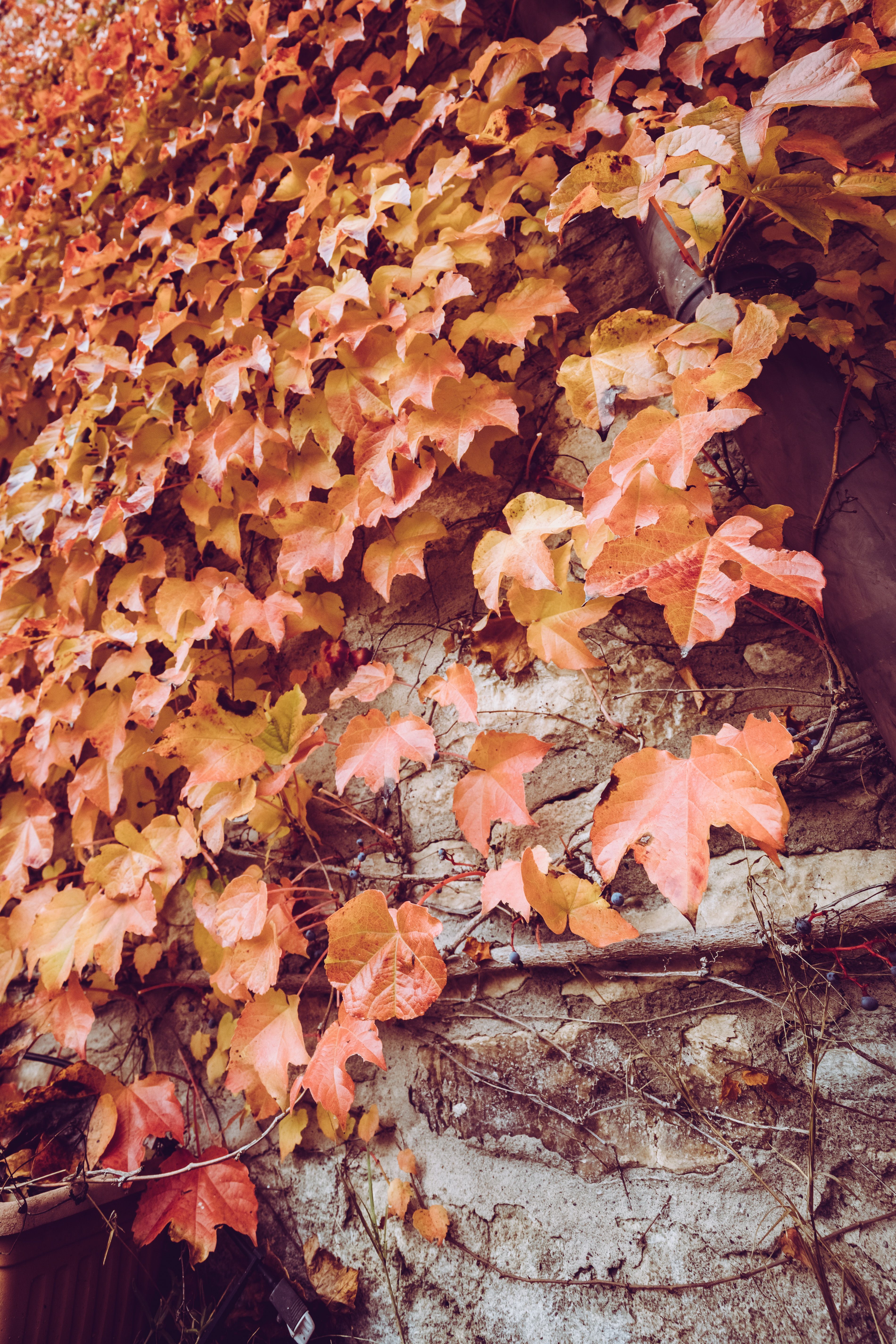 Golden Autumn Ivy on Old Brick Wall · Free Stock Photo