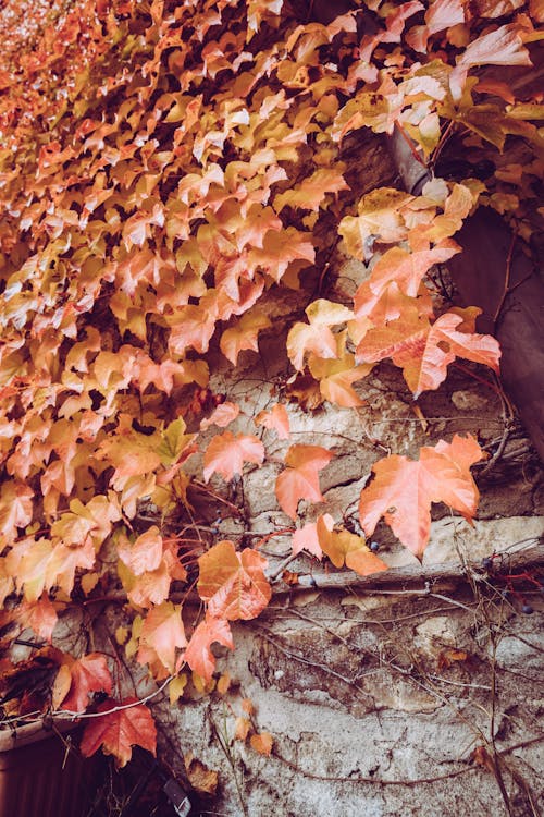 A Climbing Plant with Brown Leaves on a Wall