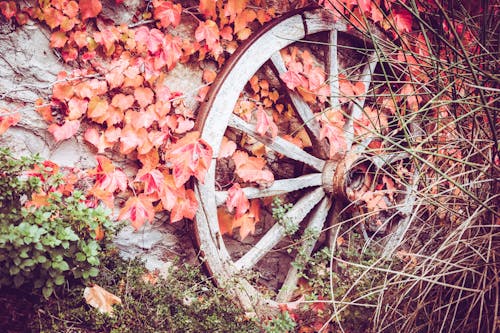 Autumn Ivy Covering a Wall with a Wheel Decoration 