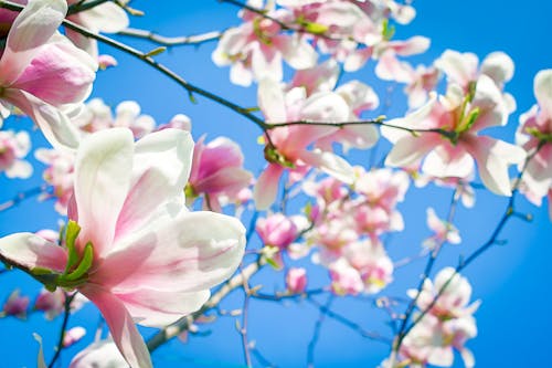 Безкоштовне стокове фото на тему «primavera, квіти, магнолія»