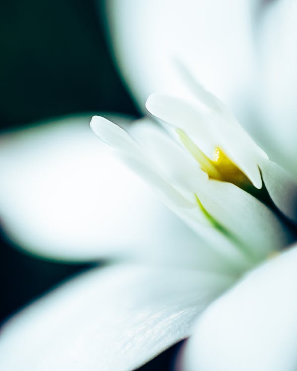 Free stock photo of flowers, macro, macro photography