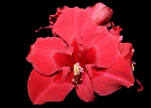 Δωρεάν στοκ φωτογραφιών με κόκκινο, λουλούδια, φύση