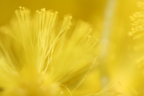 Безкоштовне стокове фото на тему «жовтий, квіти, макрофотографія»