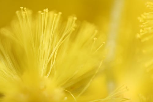 Free stock photo of flowers, macro, macro photography