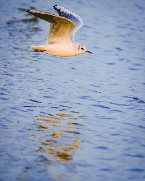 Free A White Bird Flying over a Body of Water Stock Photo