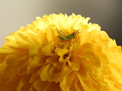 Free stock photo of beautiful flower, grasshopper, yellow Stock Photo