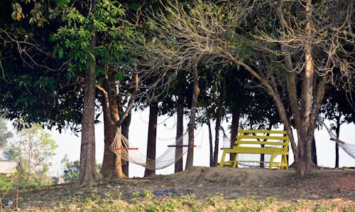 Free Photo of Bench and Hammocks in the Park Stock Photo
