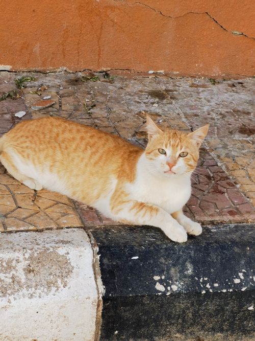 Free An orange tabby cat with white markings relaxes on a tiled pavement, staring intently. Stock Photo