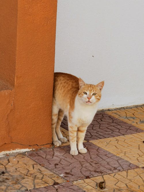 Ginger White Cat 