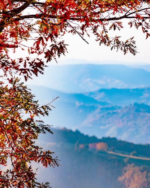 Free stock photo of autumn, frame, hills