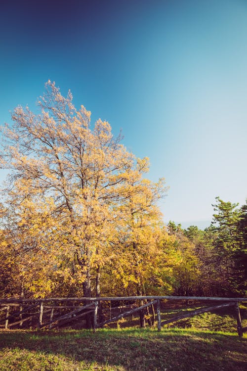Безкоштовне стокове фото на тему «дерева, небо, осінь»