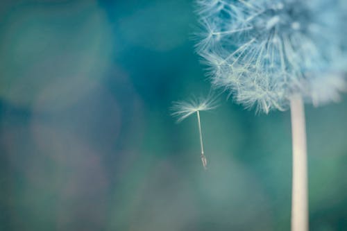 White Dandelion in Close-Up Photography