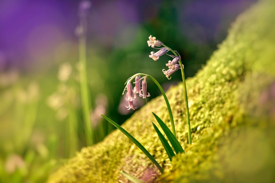 Spring Flowers in Sweden: April to June Guide