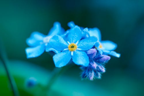 Macro Shot of a Small Blue Flower