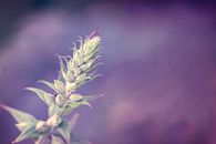 Flower in Close Up Photography