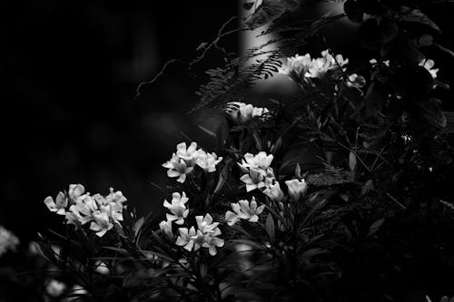 Gratuit Imagine de stoc gratuită din alb-negru, floră, flori Fotografie de stoc