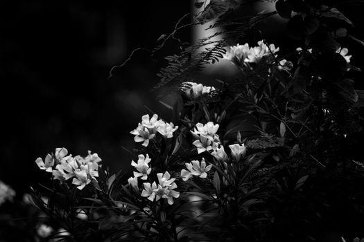 Artistic black and white photo of blooming flowers, capturing natural beauty and contrast.