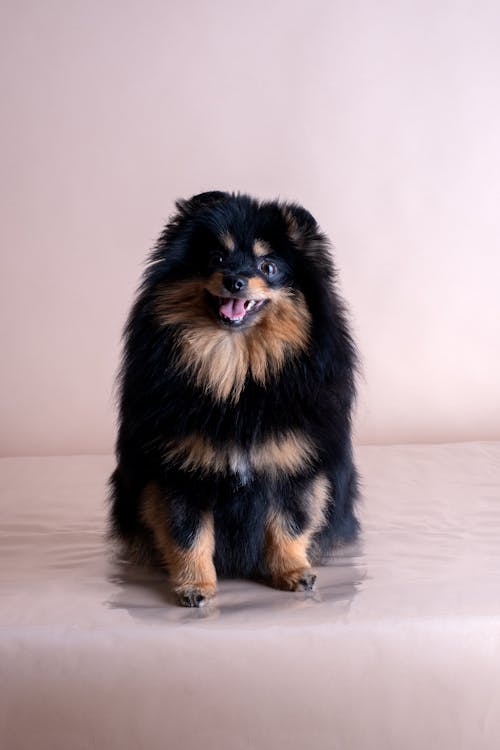 dark brown pomeranian puppies