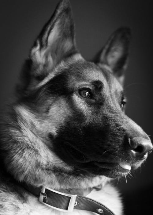Free Monochrome Photograph of a German Shepherd Stock Photo