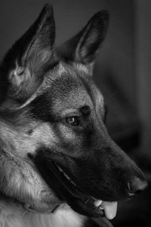 Grayscale Photo of a German Shepherd's Head