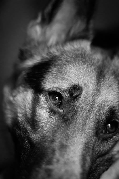 Free stock photo of animal, canine, close-up
