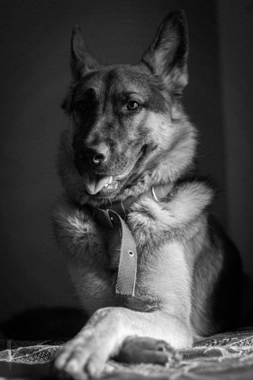 Monochrome Photo of a Cute German Shepherd