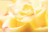 Yellow Rose in Bloom Close Up Photo