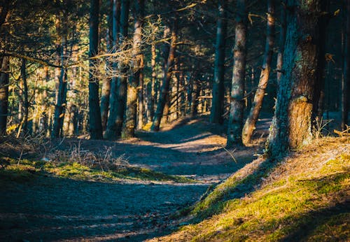 Immagine gratuita di alberi, ambiente, boschi