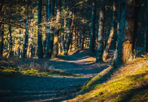 Free Sunlit forest path in Riga, Latvia, showcasing a tranquil woodland scene. Stock Photo