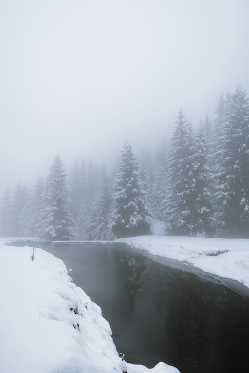 Kostenloses Stock Foto zu bäume, natur, nebel